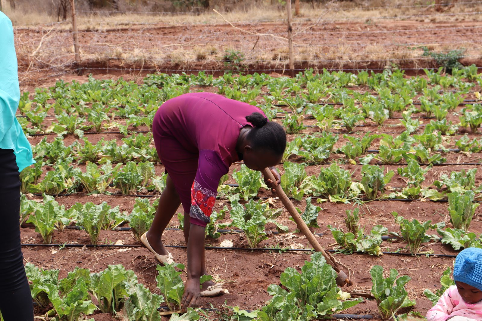 Fresh produce being aggregated and graded in the field