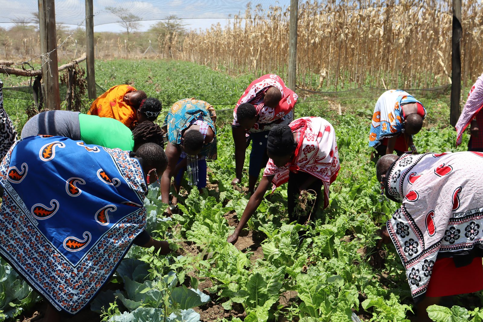 Young women aggregators working with smallholder farmers in the field